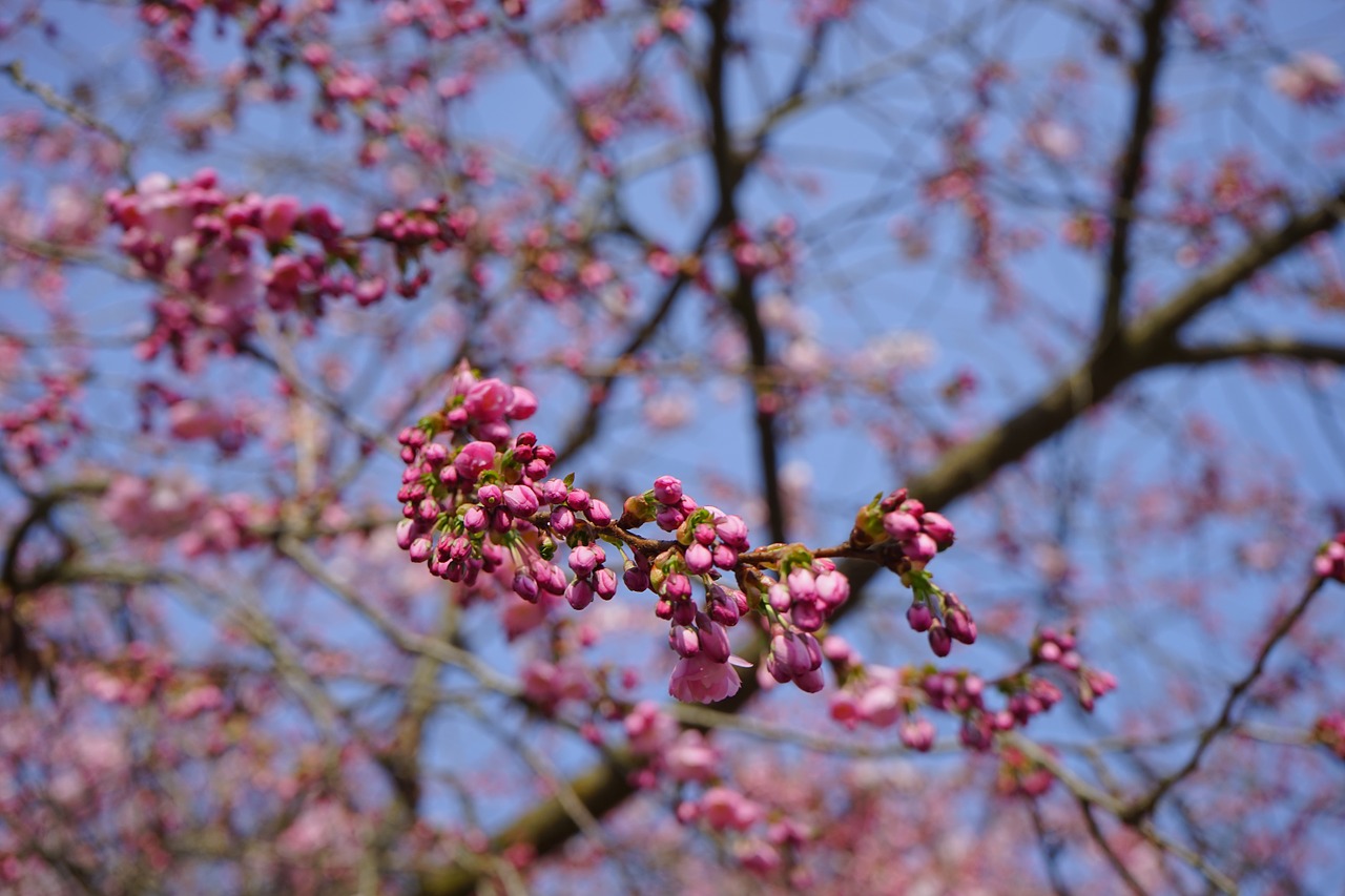 japanese cherry trees bud red free photo