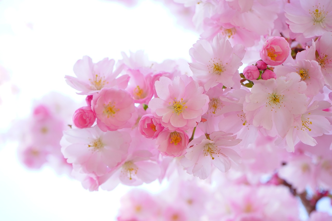 japanese cherry trees flowers spring free photo