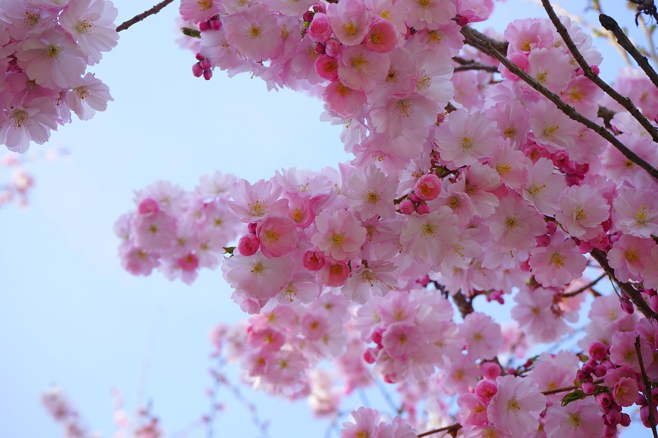 japanese cherry trees flowers japanese flowering cherry free photo