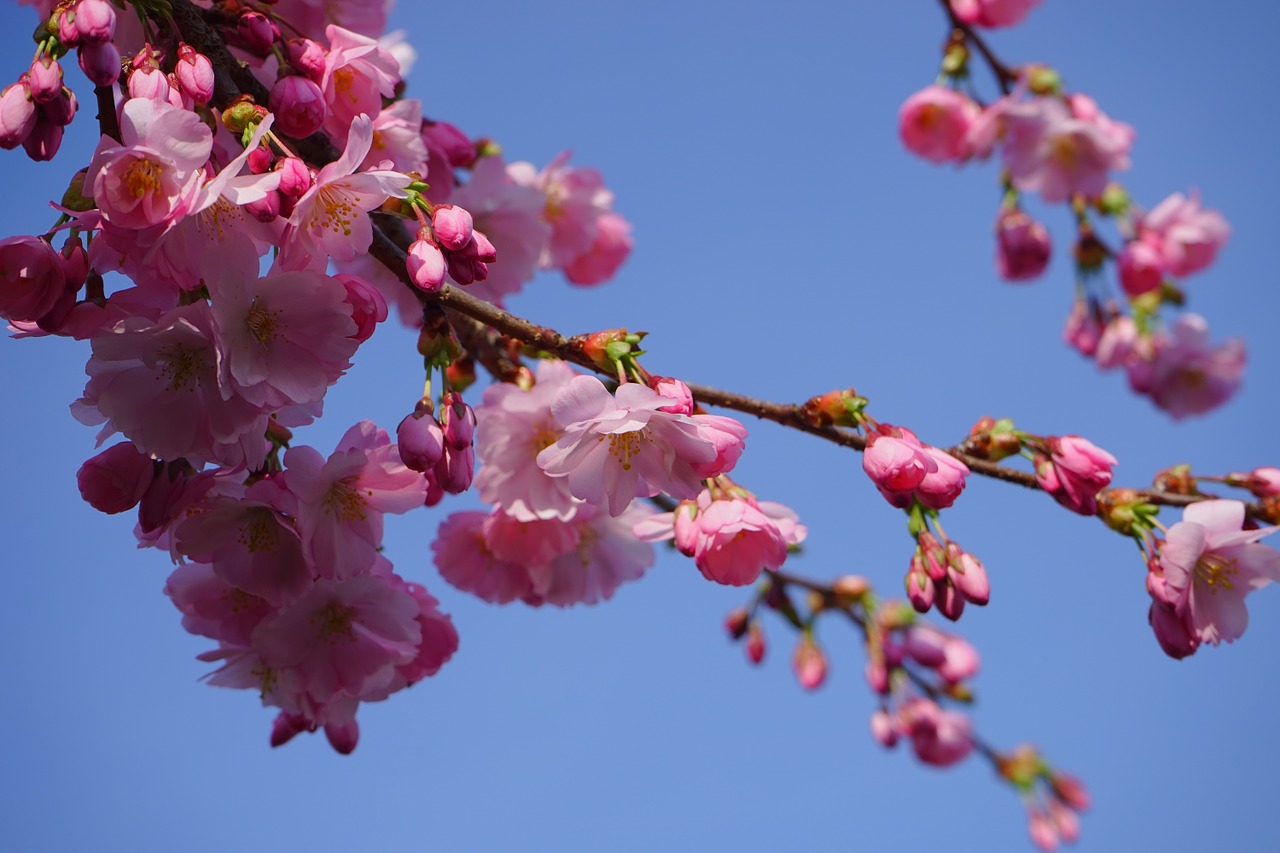 japanese cherry trees flowers pink free photo
