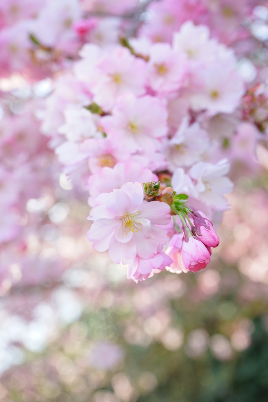 japanese cherry trees blossom bloom free photo