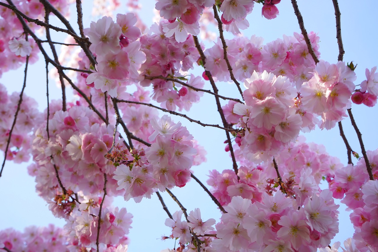 japanese cherry trees flowers pink free photo