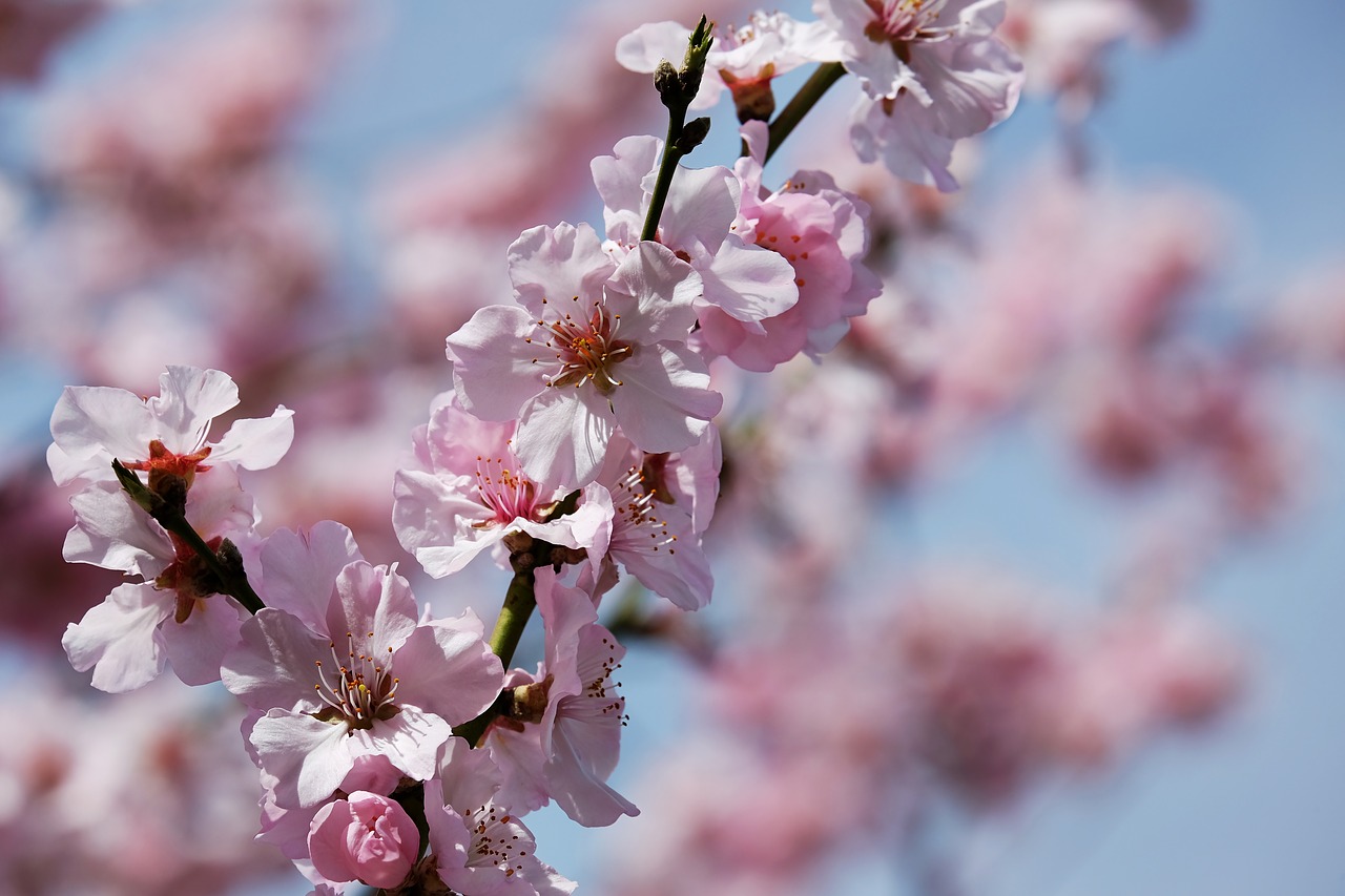 japanese cherry trees blossom tree free photo