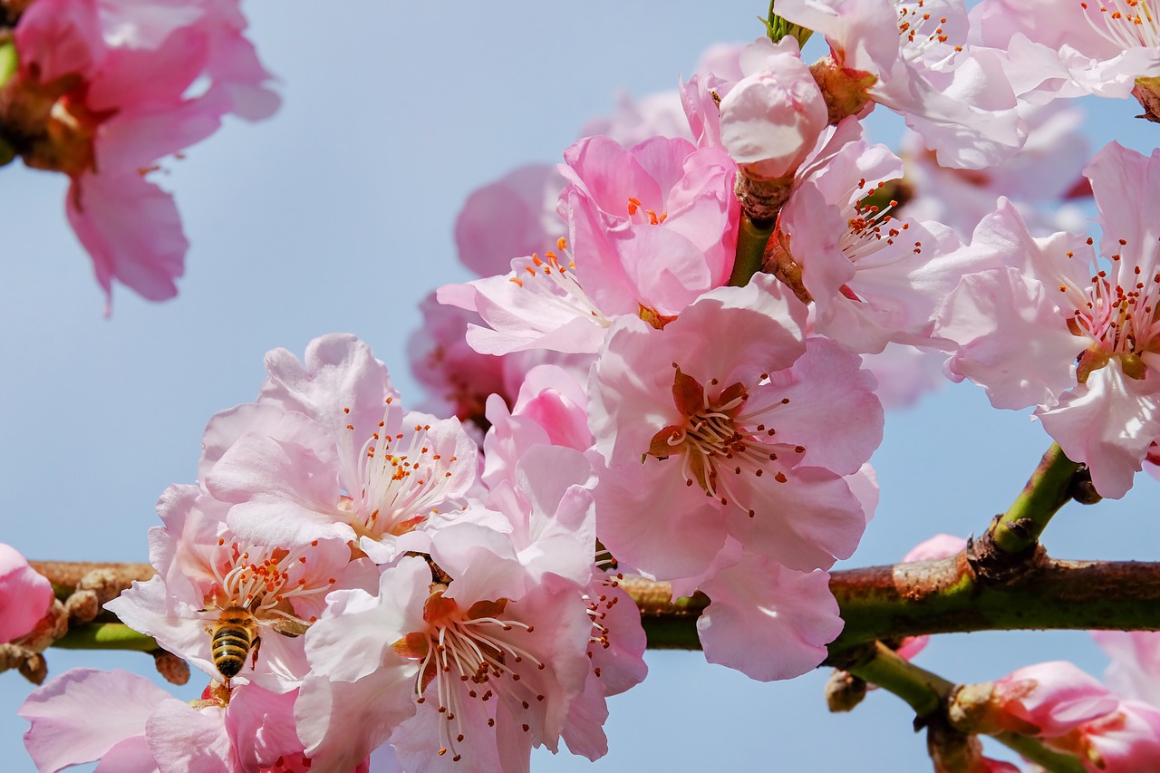 japanese cherry trees blossom tree free photo