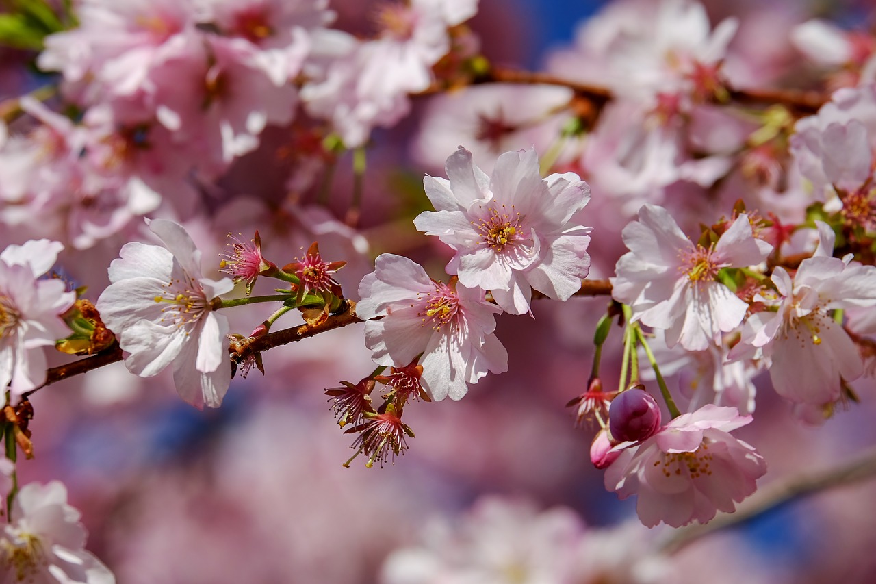 japanese cherry trees blossom tree free photo