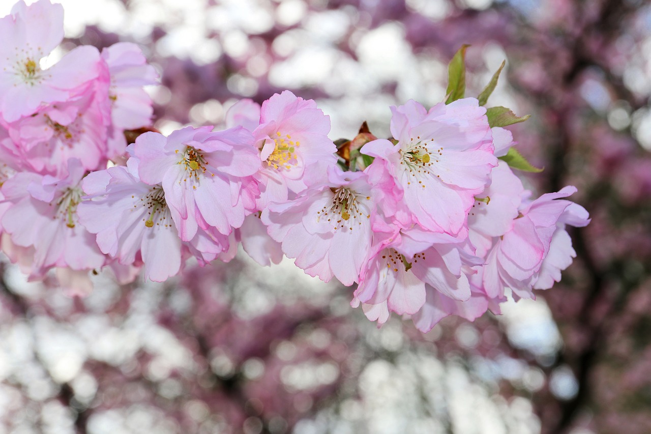 japanese cherry trees  blossom  tree free photo