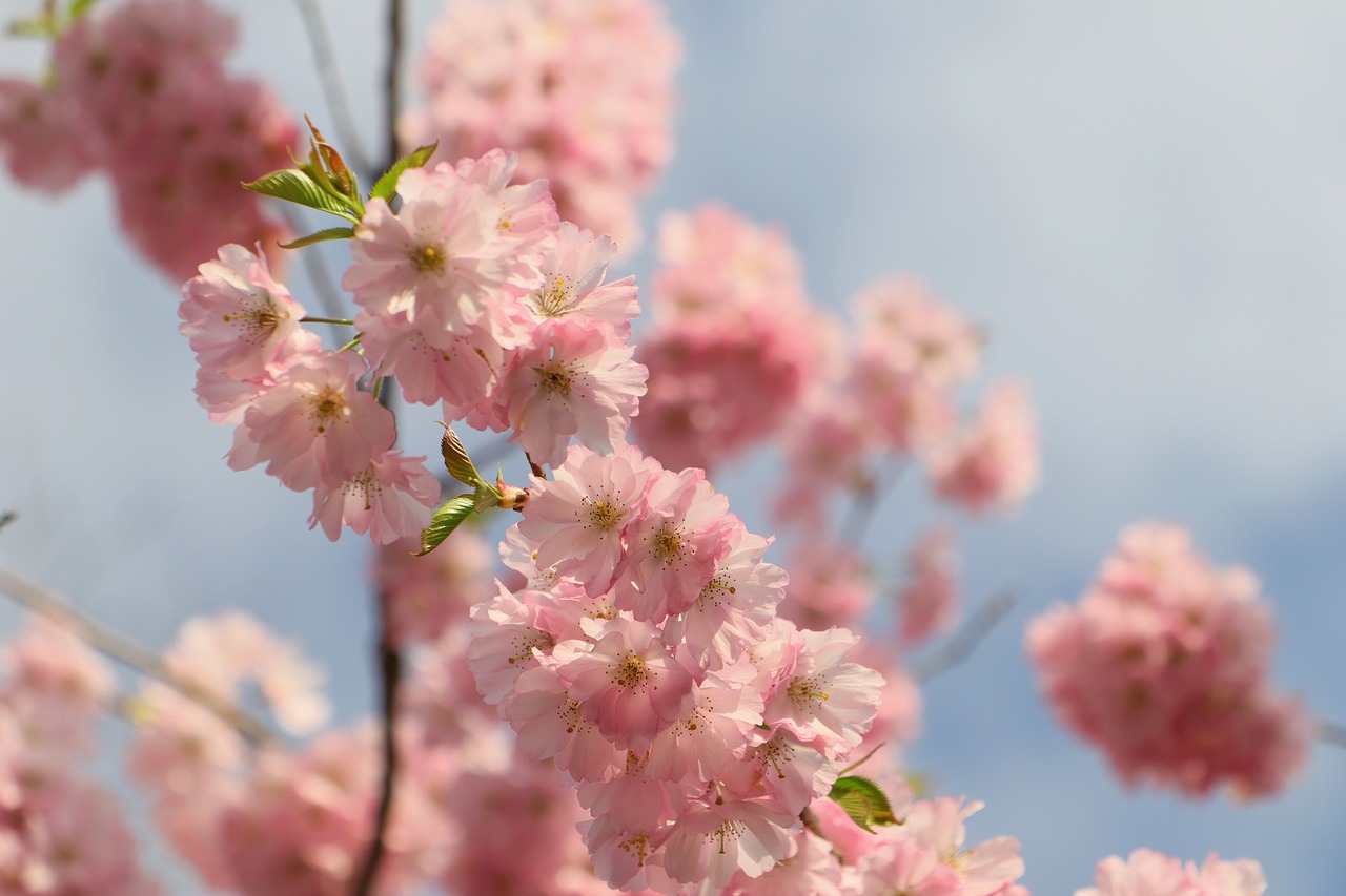 japanese cherry trees  blossom  tree free photo