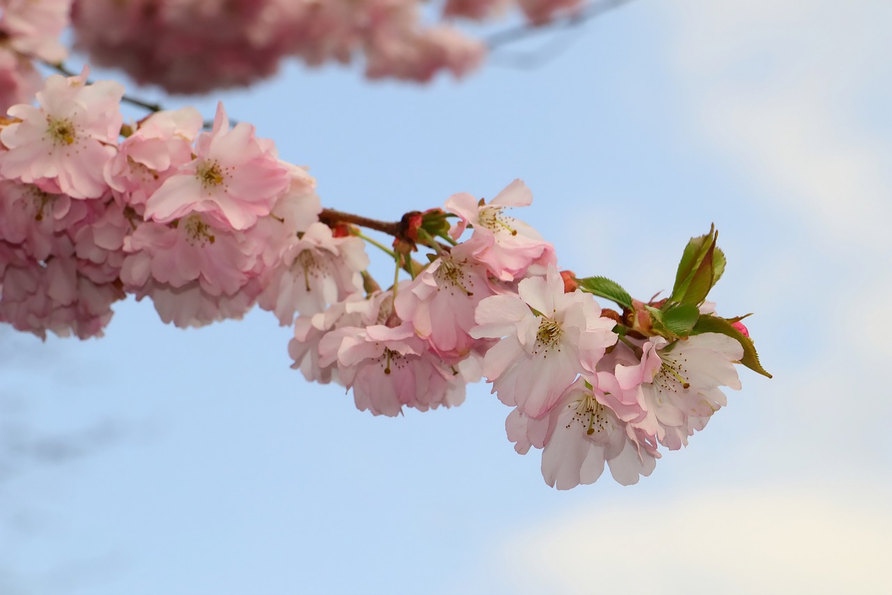 japanese cherry trees  blossom  tree free photo