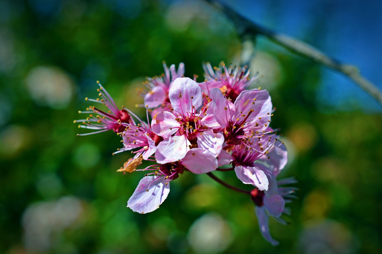 japanese cherry trees  blossom  bloom free photo