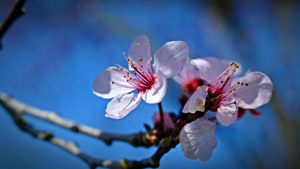 japanese cherry trees  blossom  bloom free photo