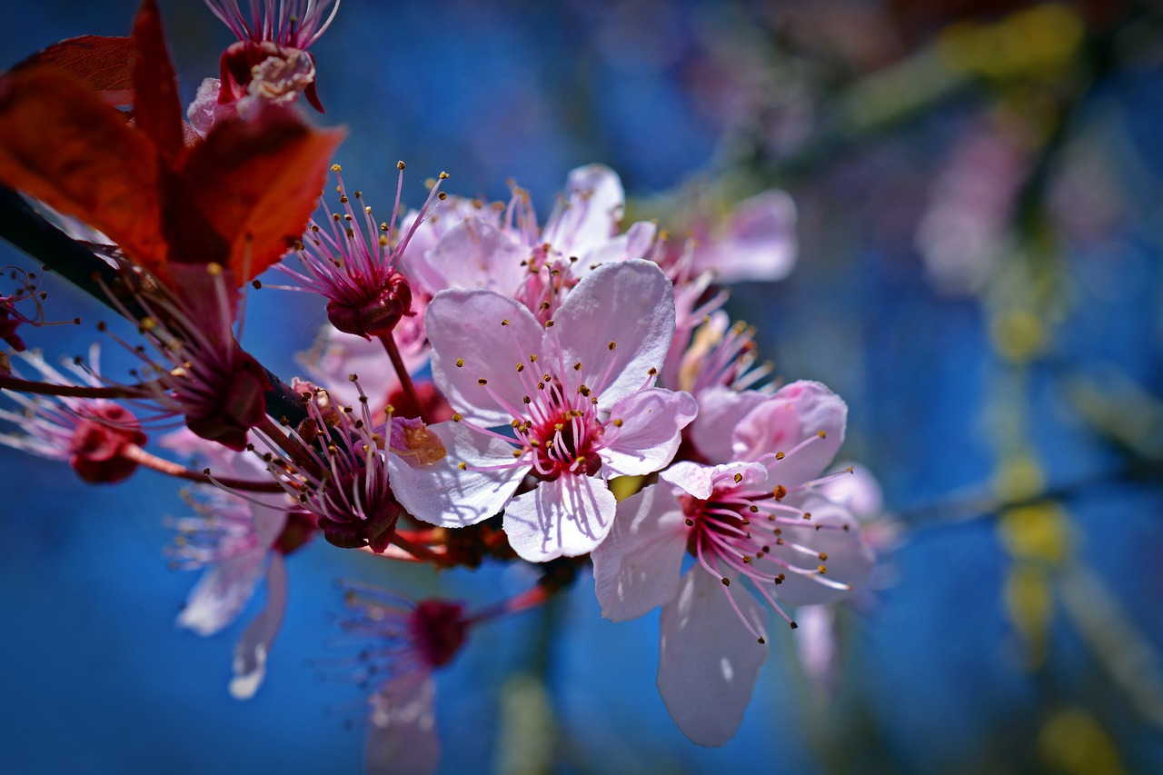 japanese cherry trees  blossom  bloom free photo