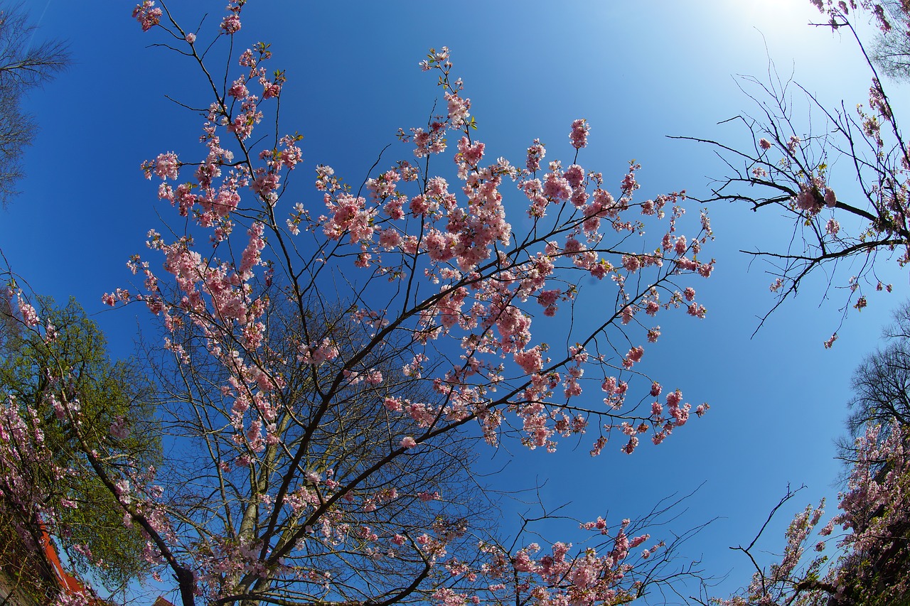 japanese cherry trees  blossom  tree free photo