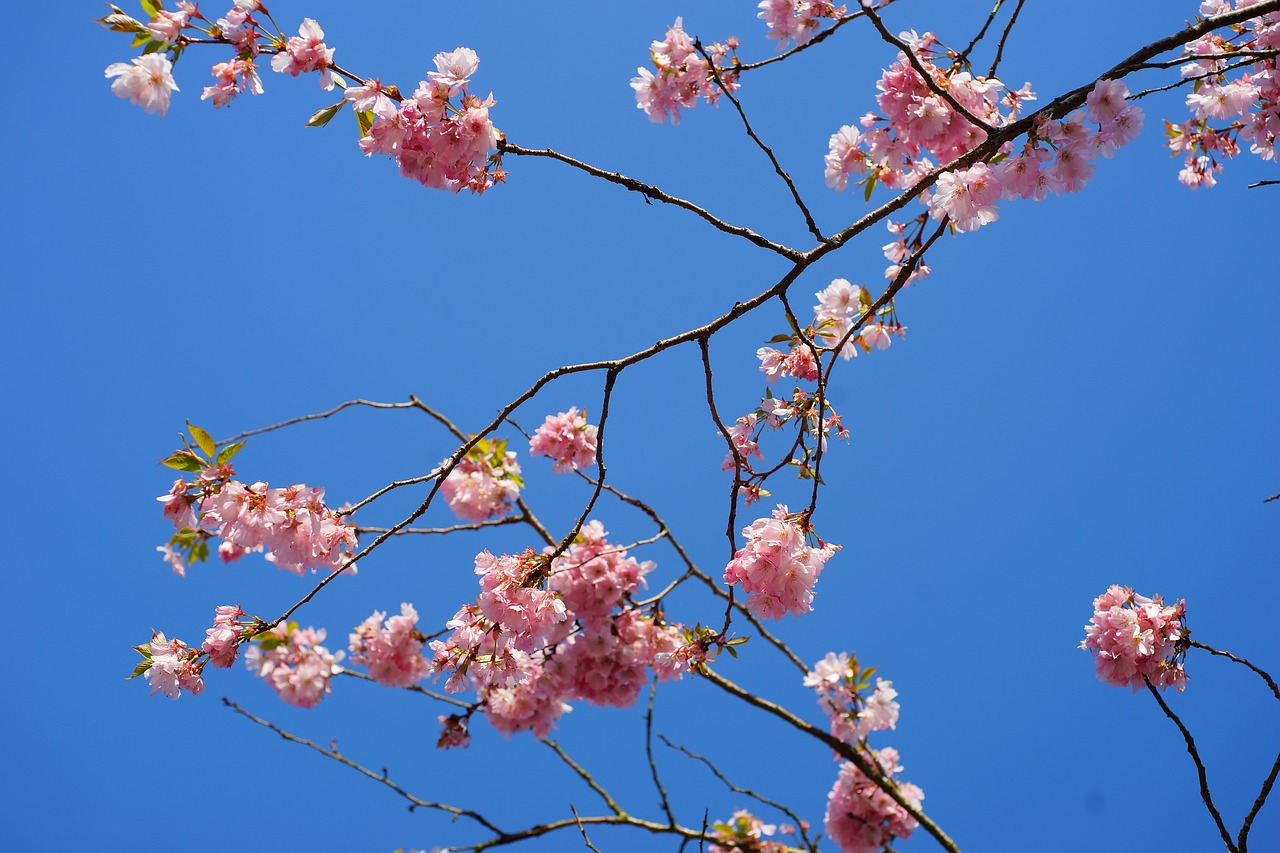 japanese cherry trees  blossom  tree free photo