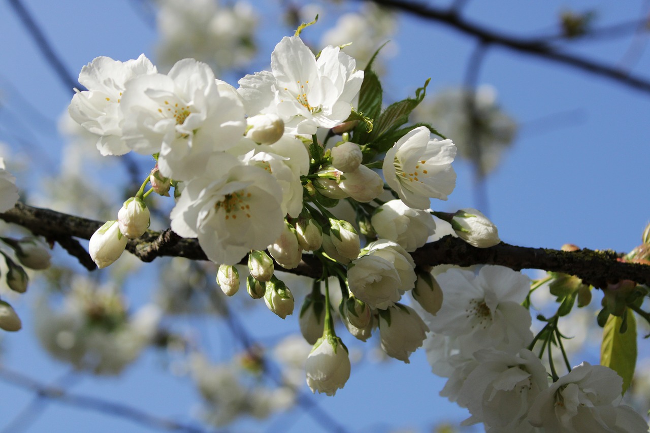 japanese cherry trees  background  flowers free photo