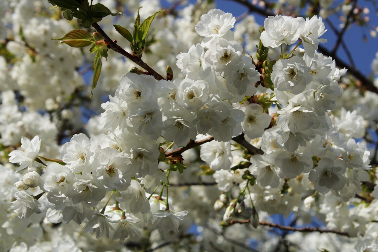 Japanese cherry trees, flowers, background, white, flower tree - free ...