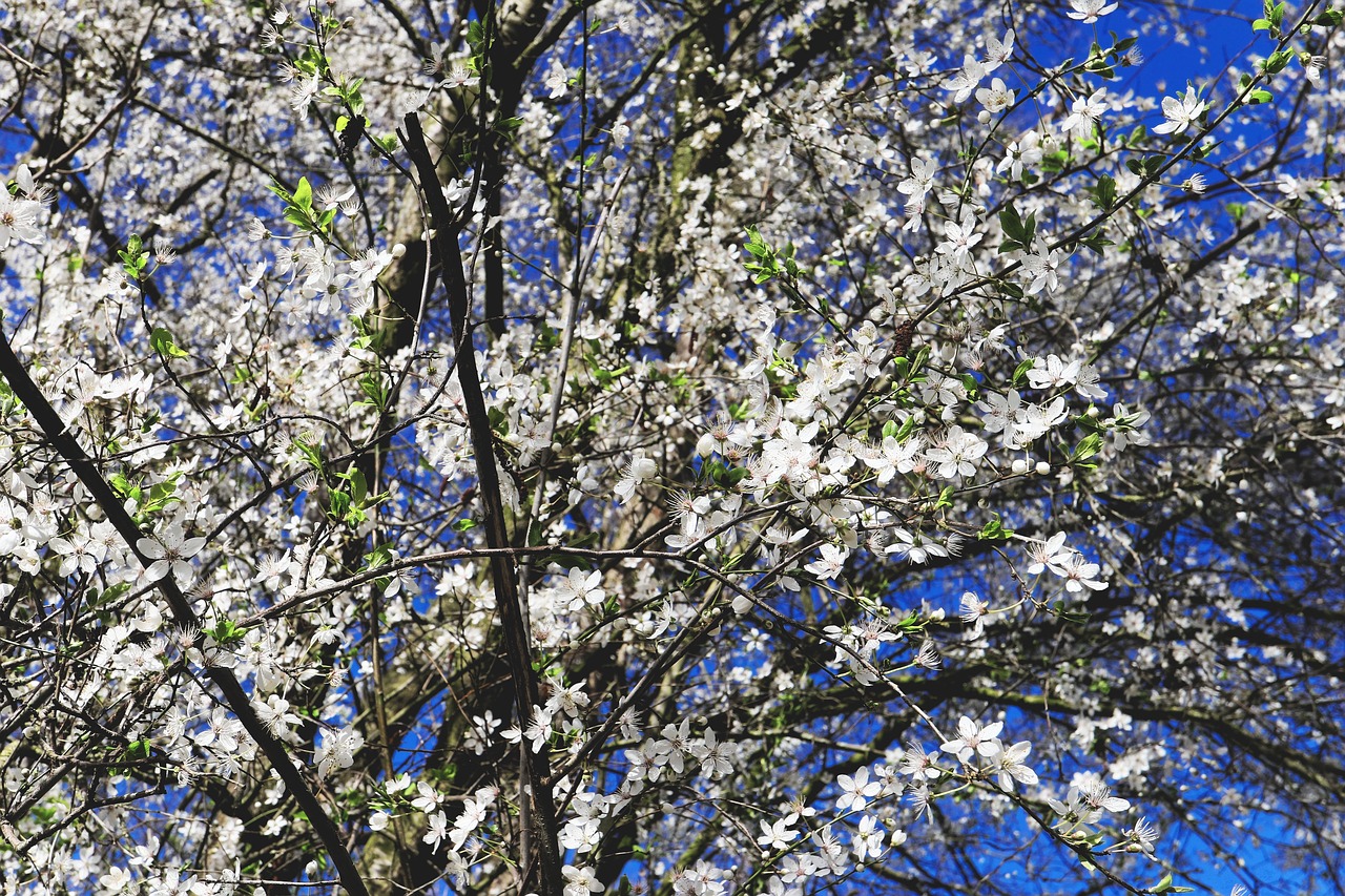 japanese cherry trees  flowers  white free photo