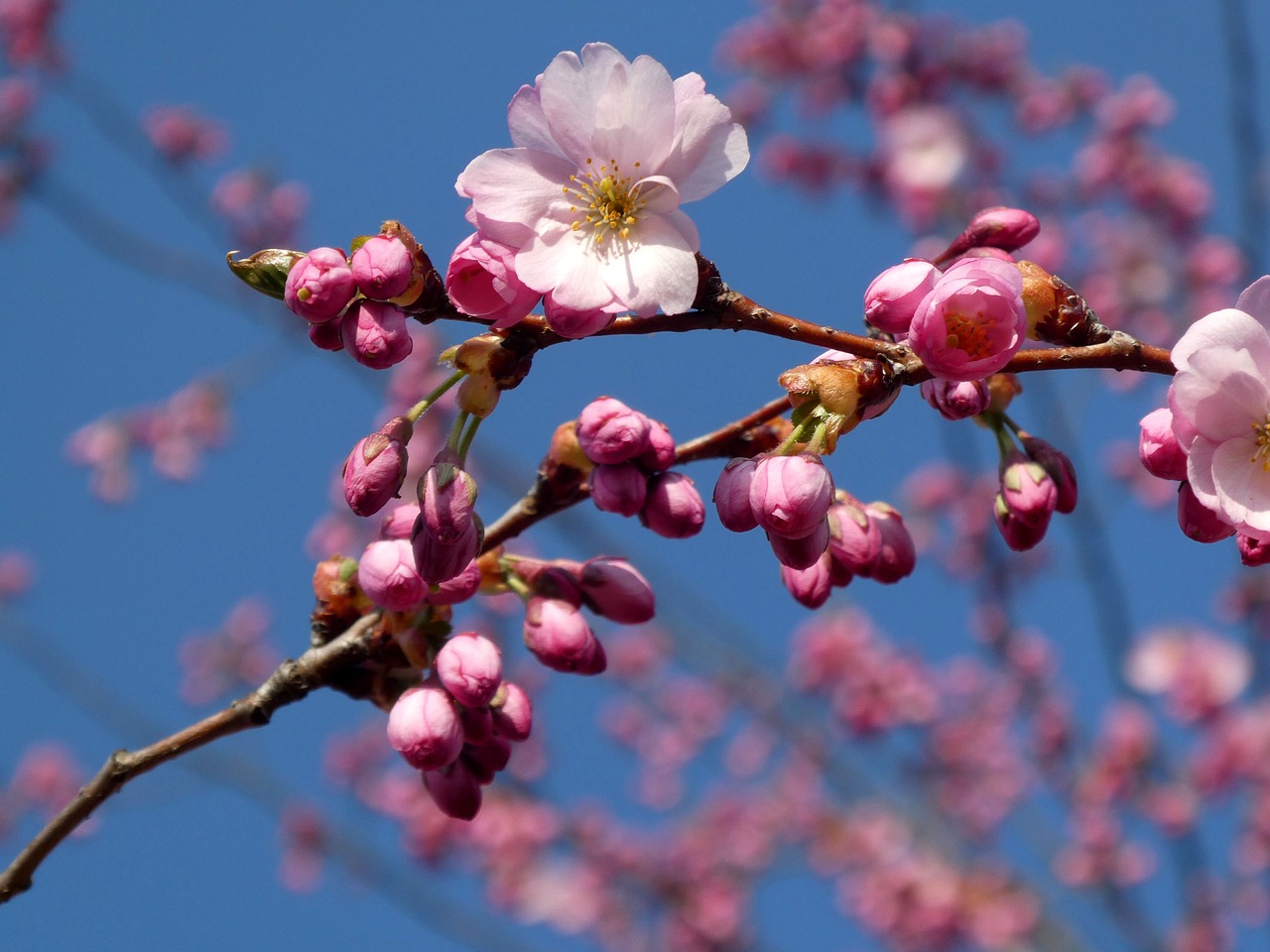 japanese cherry trees  cherry blossom  flower free photo