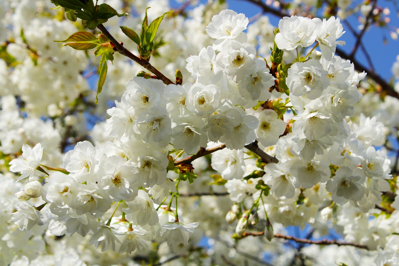 japanese cherry trees  flowers  background free photo