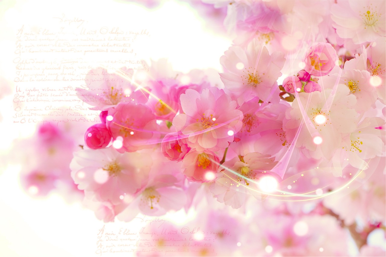 japanese cherry trees font romantic free photo