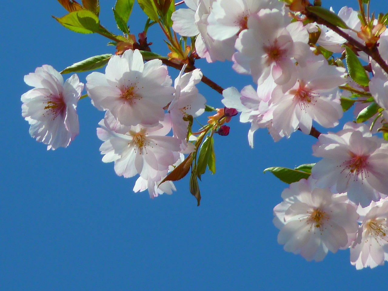 japanese cherry trees blossom bloom free photo