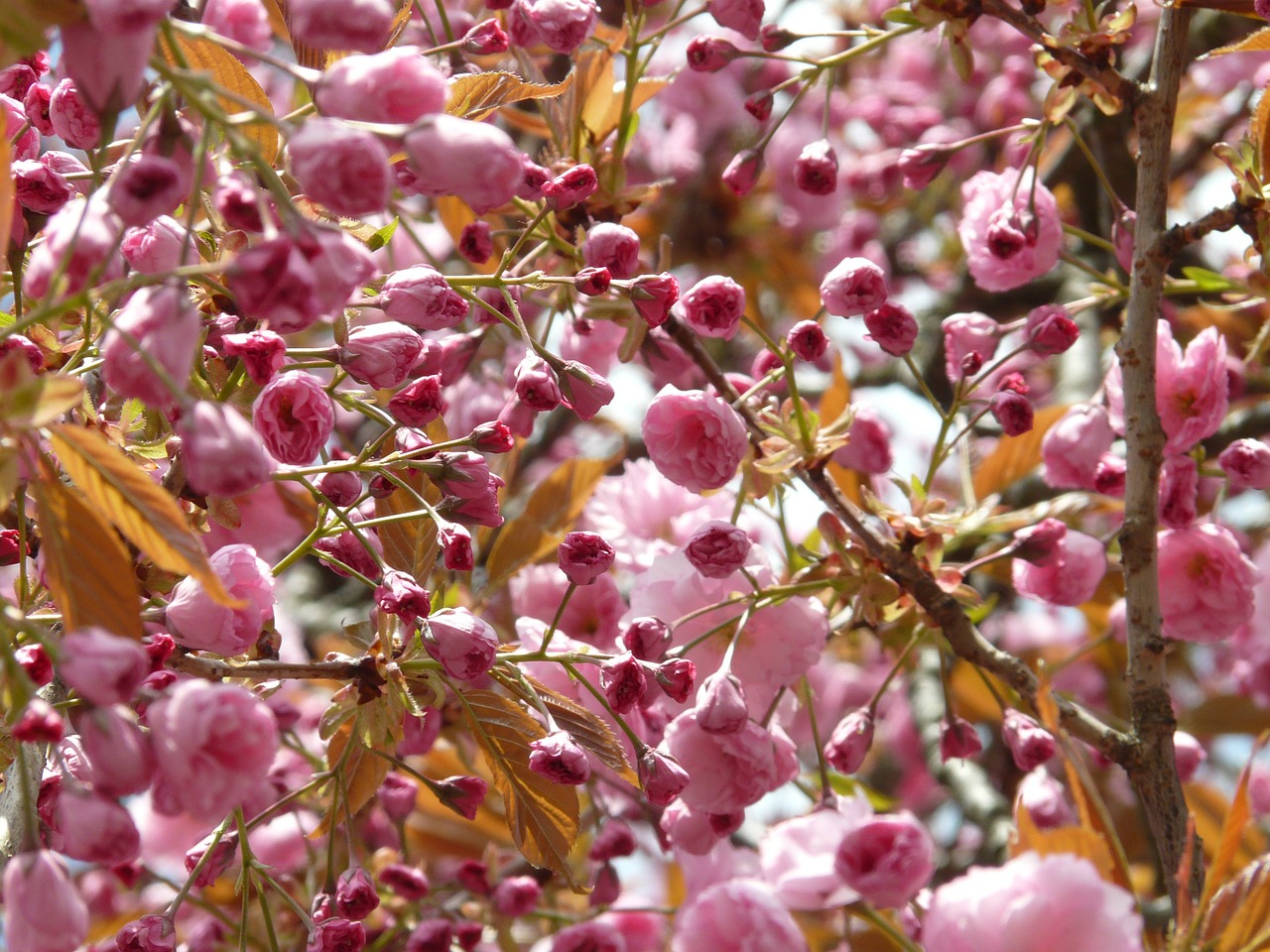 japanese cherry trees japanese flowering cherry ornamental cherry free photo