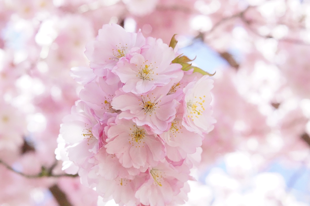 japanese cherry trees ornamental cherry flower tree free photo
