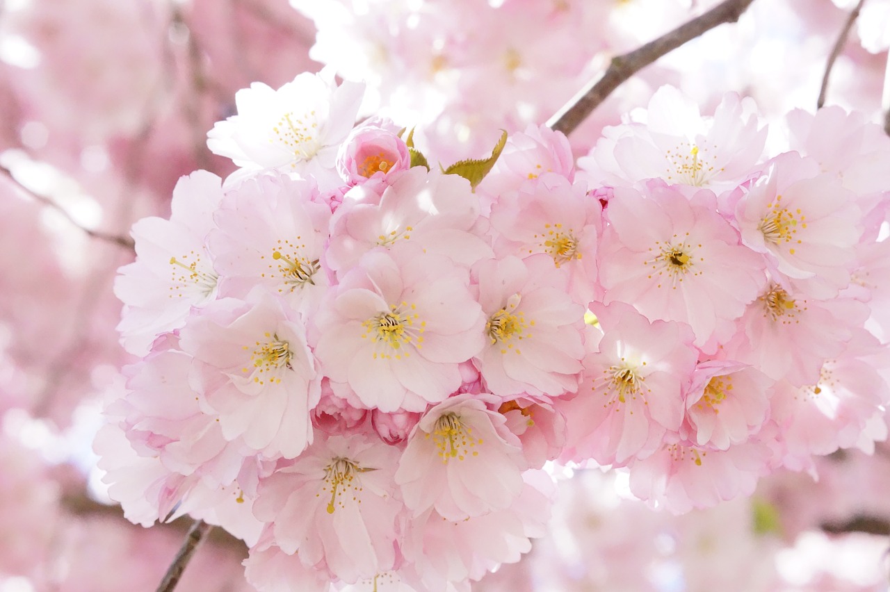 japanese cherry trees ornamental cherry flower tree free photo