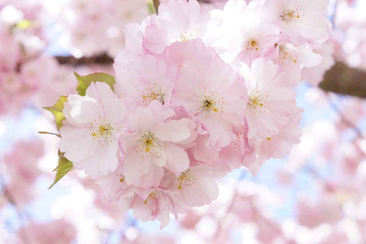 japanese cherry trees ornamental cherry flower tree free photo