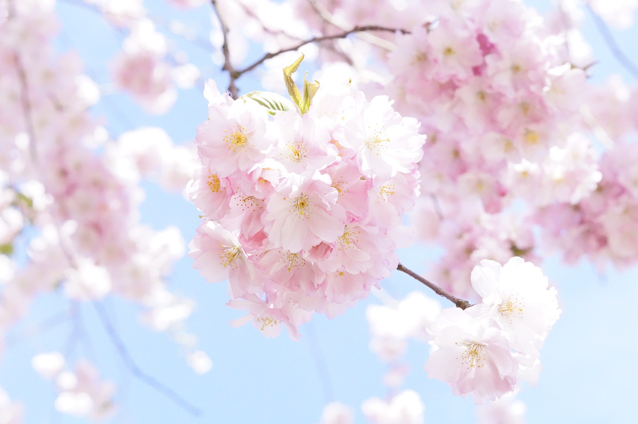 japanese cherry trees ornamental cherry flower tree free photo