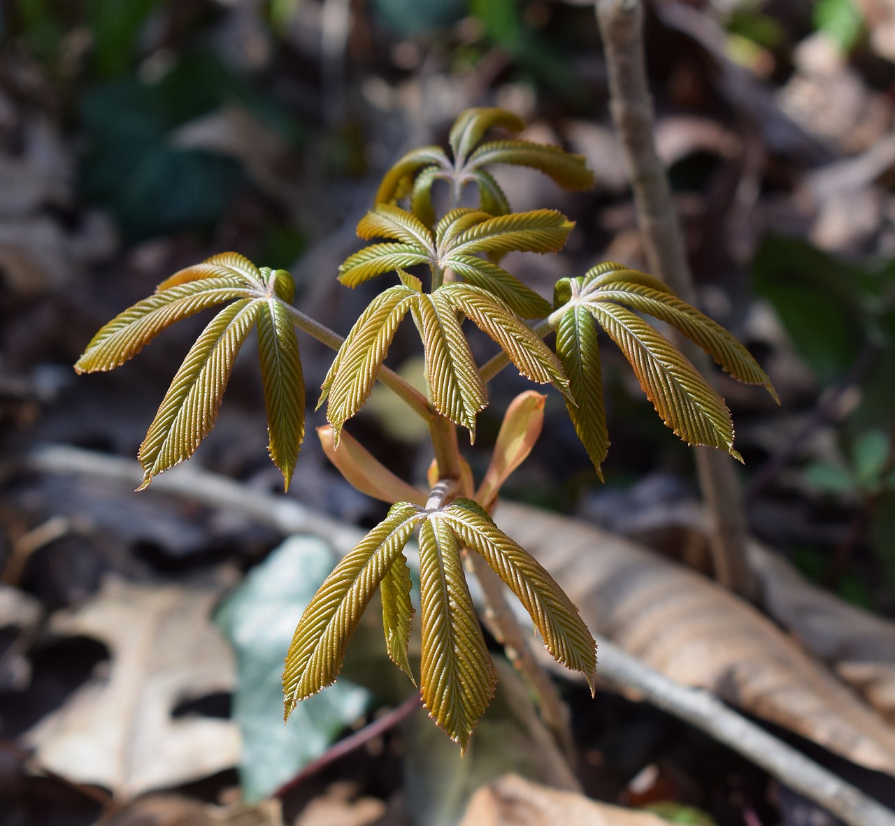 japanese chestnut leaves open chestnut leaves free photo