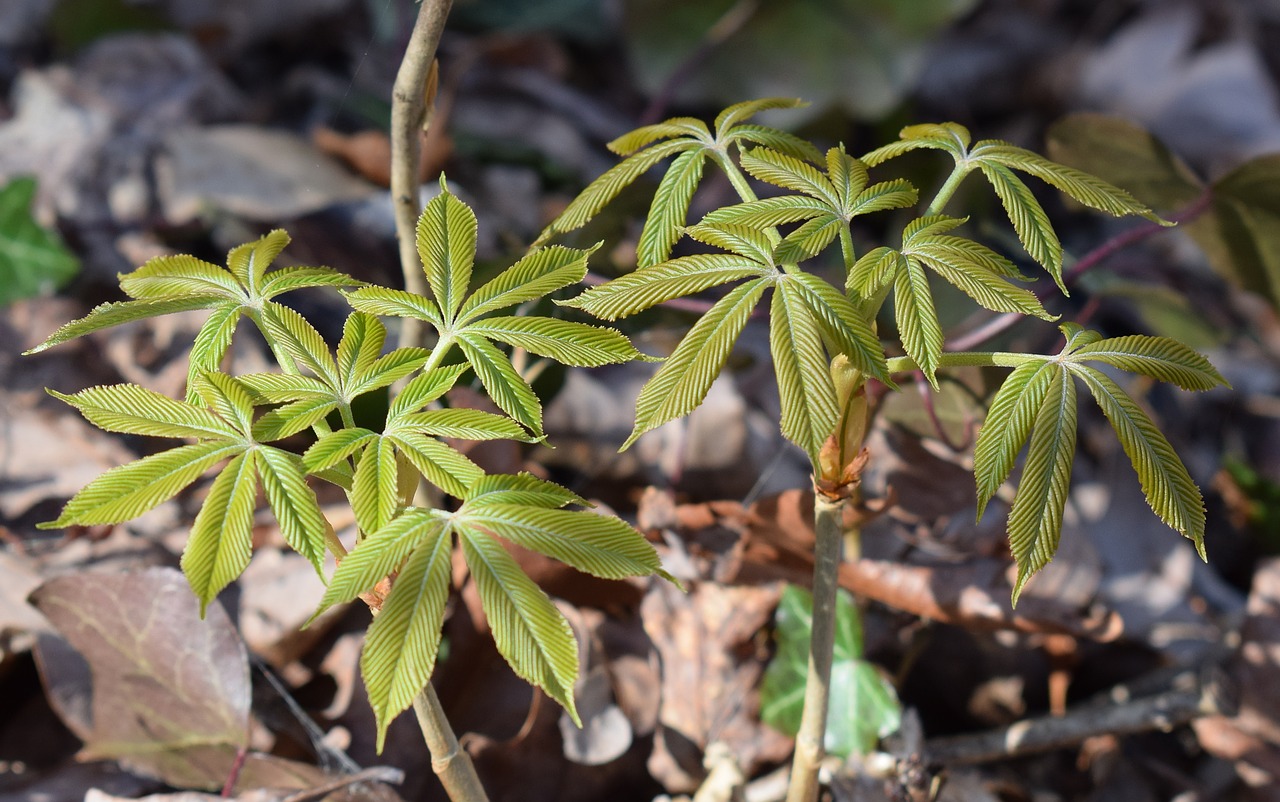 japanese chestnut leaves open chestnut leaves free photo