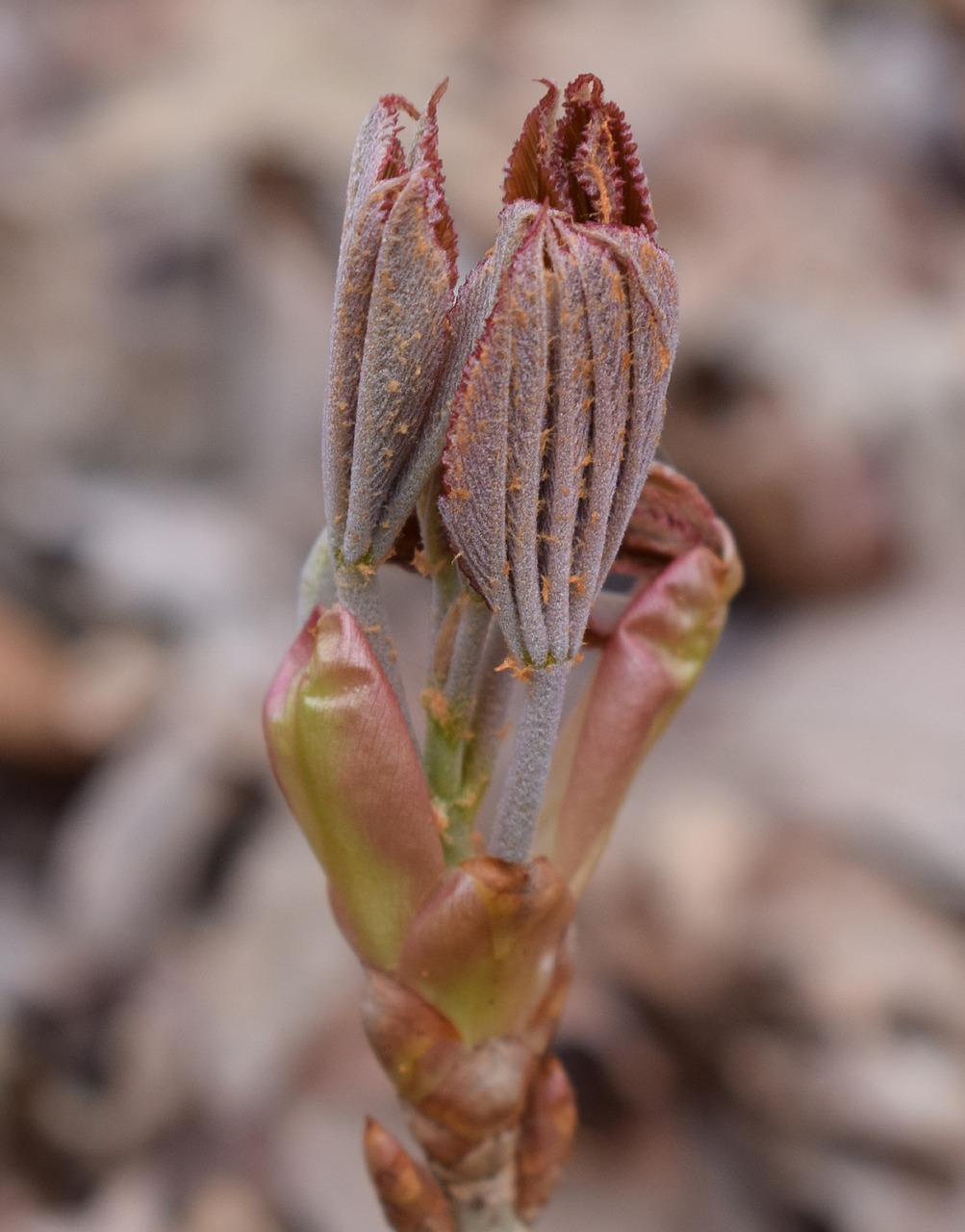 japanese chestnut leaves opening chestnut leaves free photo