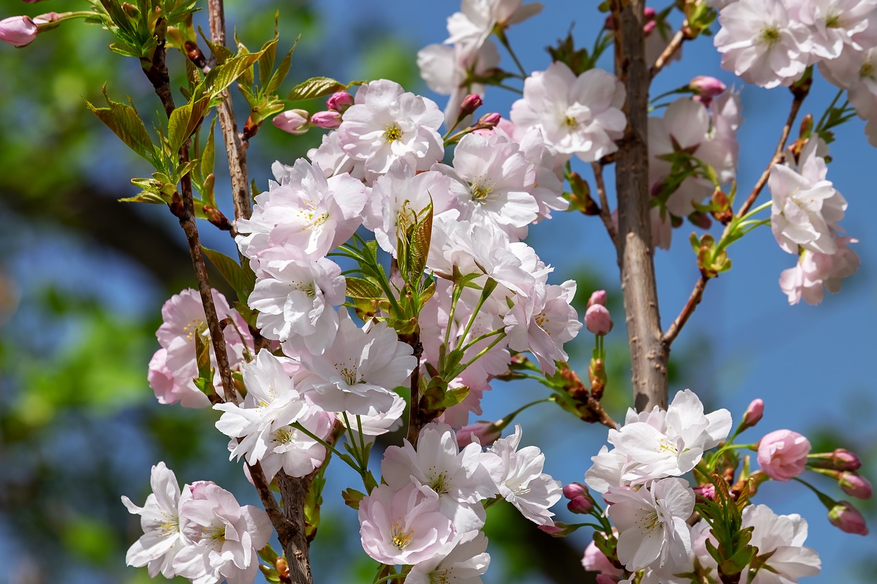 japanese column cherry  prunus serrulata  ornamental cherry free photo