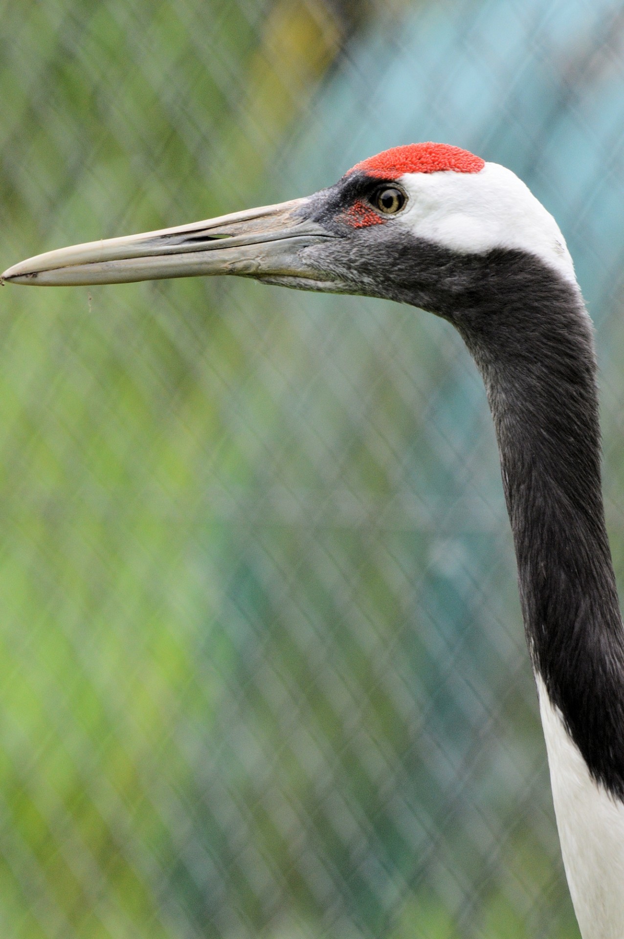 japanese crane bird free photo