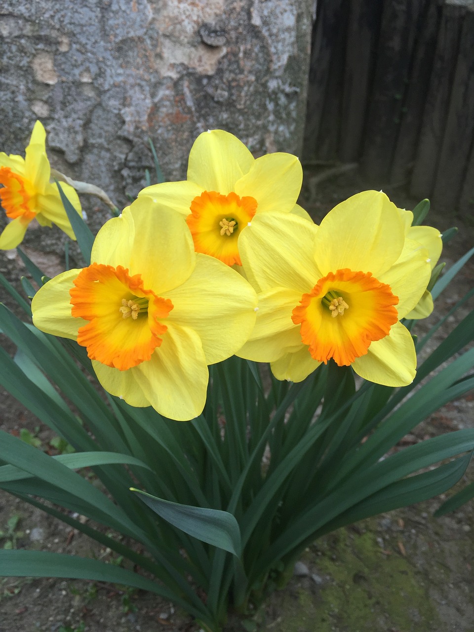 japanese flower strange yellow free photo