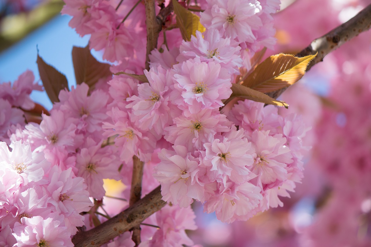 japanese flowering cherry prunus serrulata rose greenhouse free photo