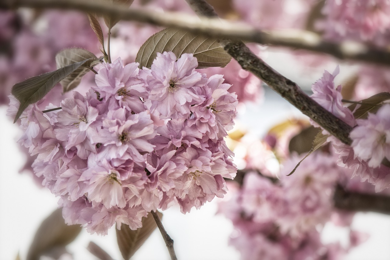 japanese flowering cherry prunus serrulata rose greenhouse free photo