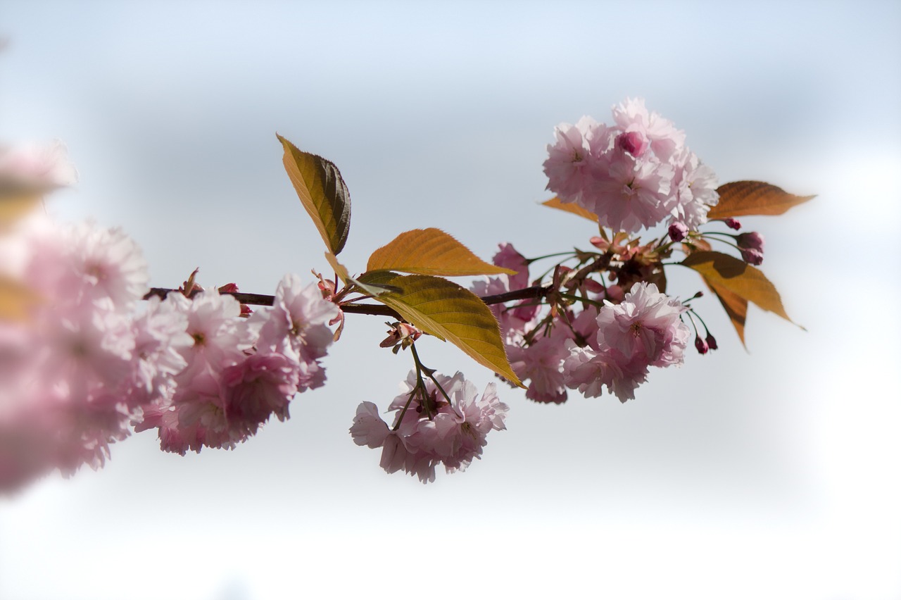 japanese flowering cherry prunus serrulata rose greenhouse free photo