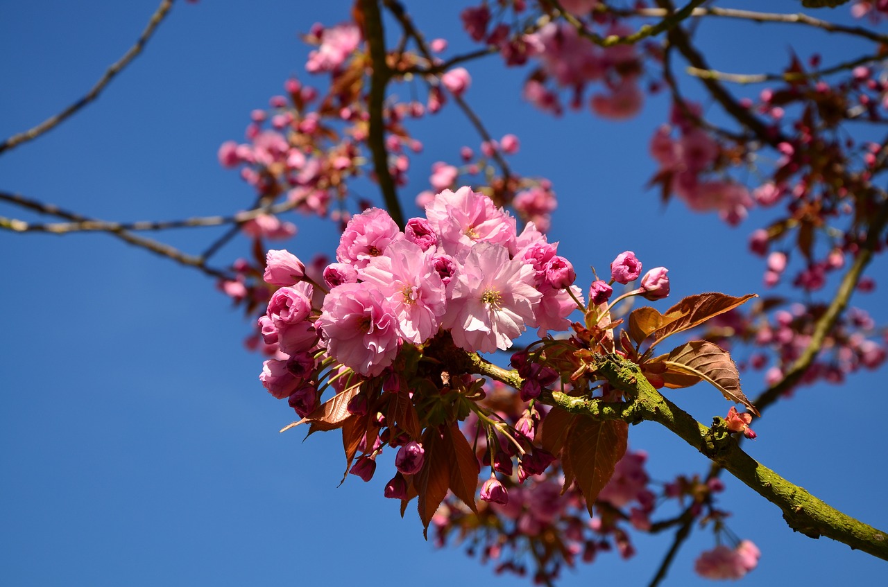 japanese flowering cherry cherry blossoms tree free photo