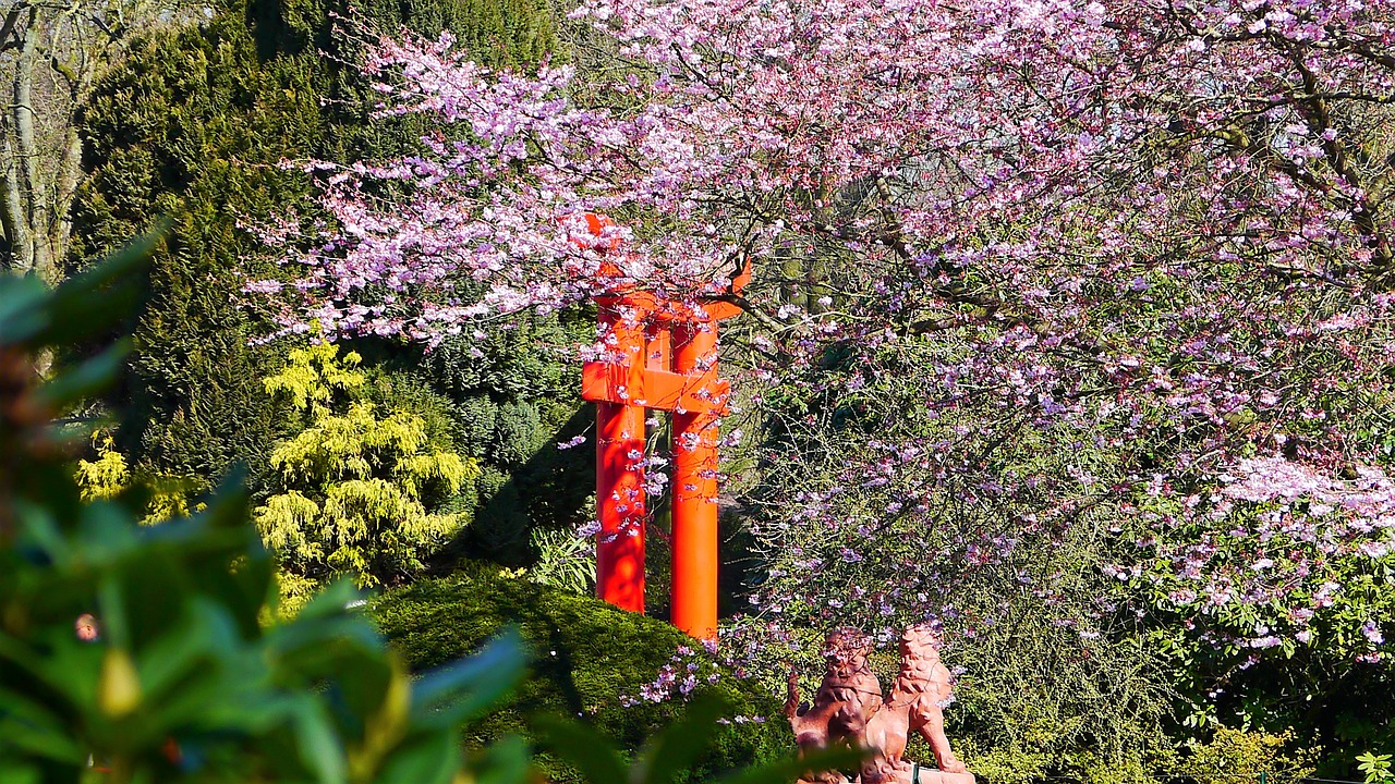 japanese garden spring cherry blossom free photo