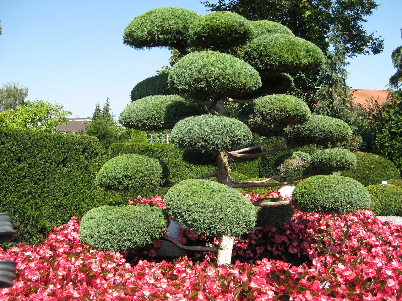 japanese garden green tree free photo