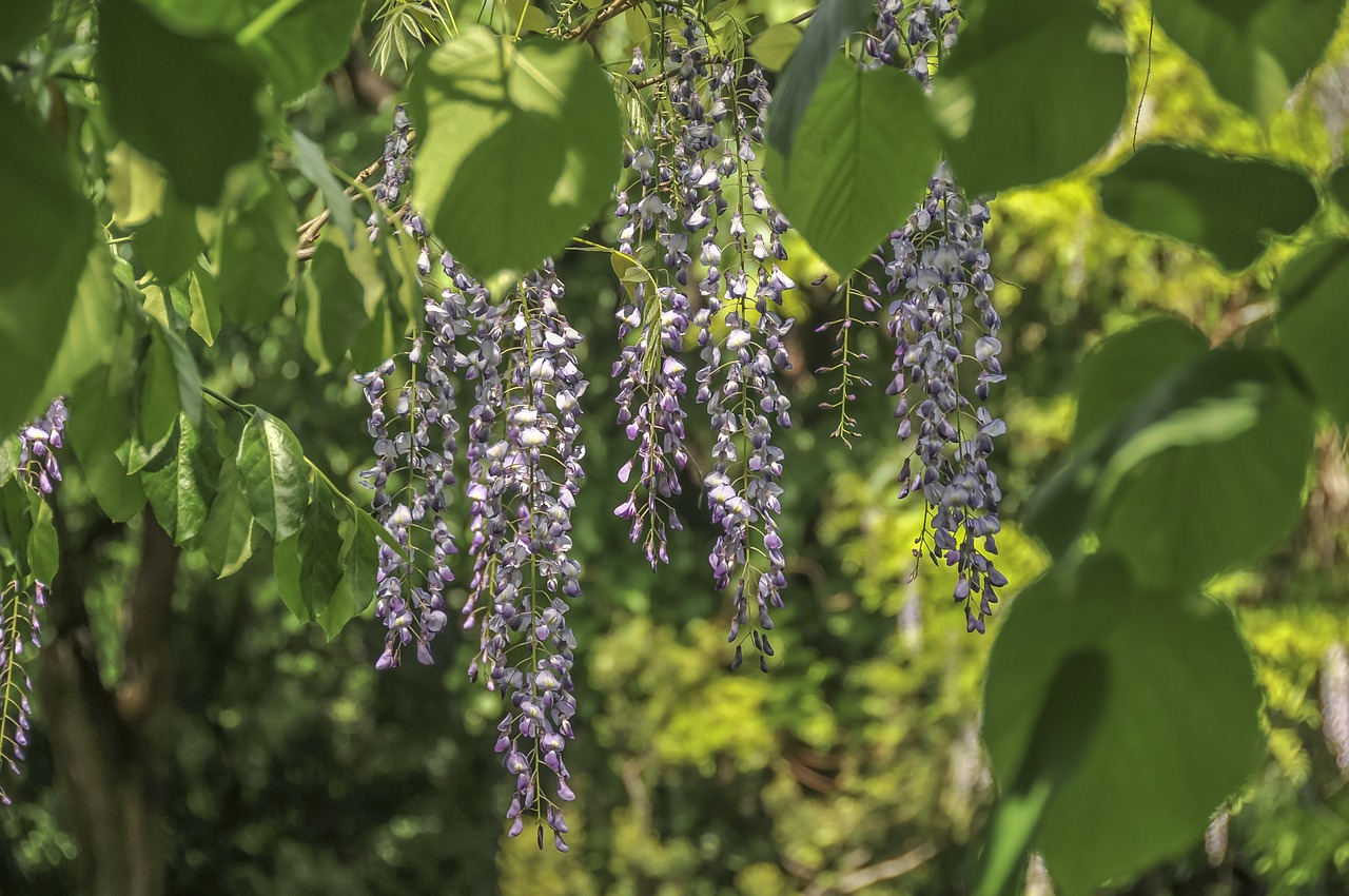 japanese glycine flower green free photo