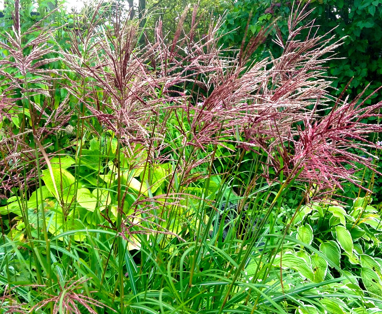 japanese grass perennial red ear free photo