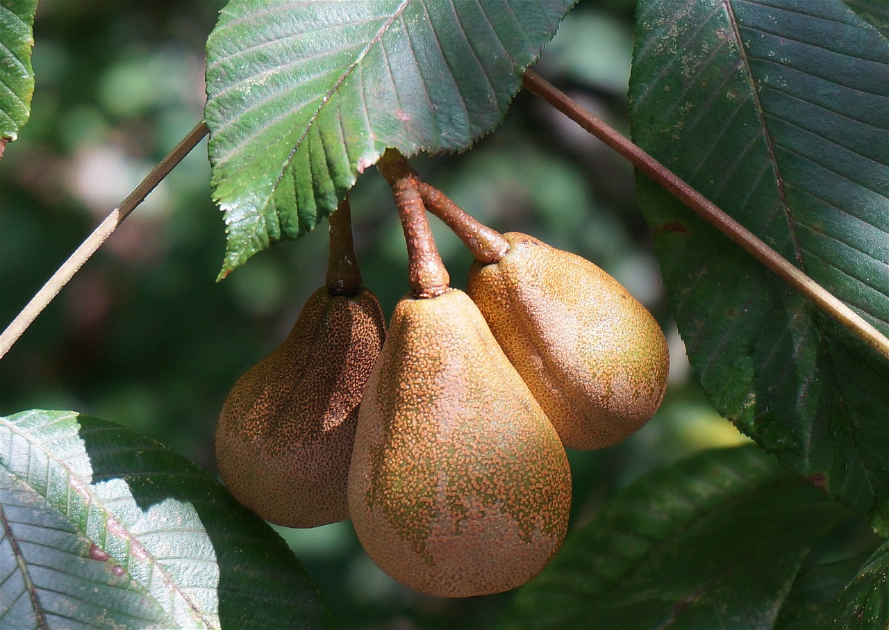 japanese horse chestnut pods rain wet horse chestnut free photo