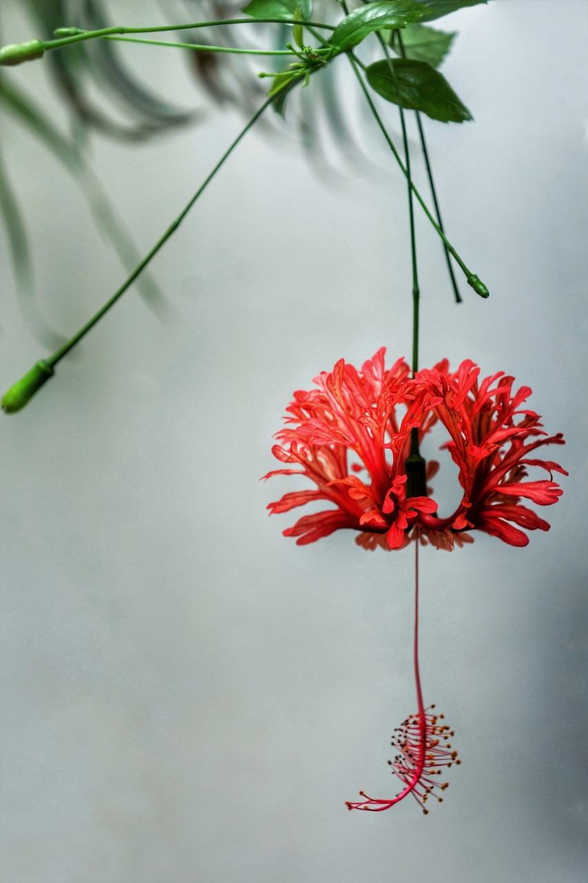 japanese lanterns  spider hibiscus  flora free photo