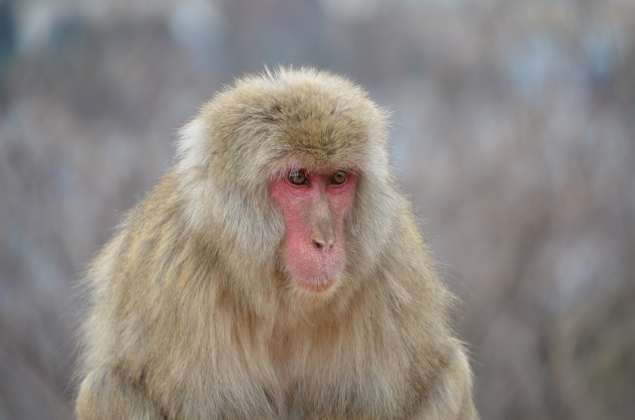 japanese macaque monkey primate free photo