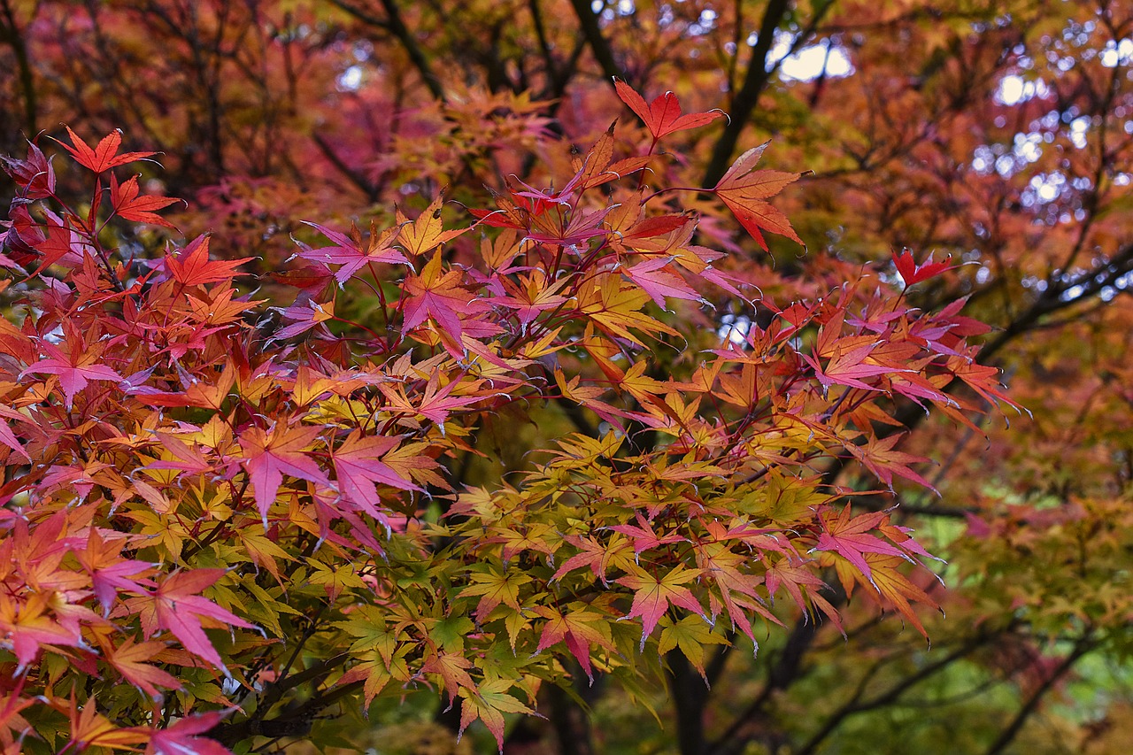 japanese maple maple acer palmatum free photo