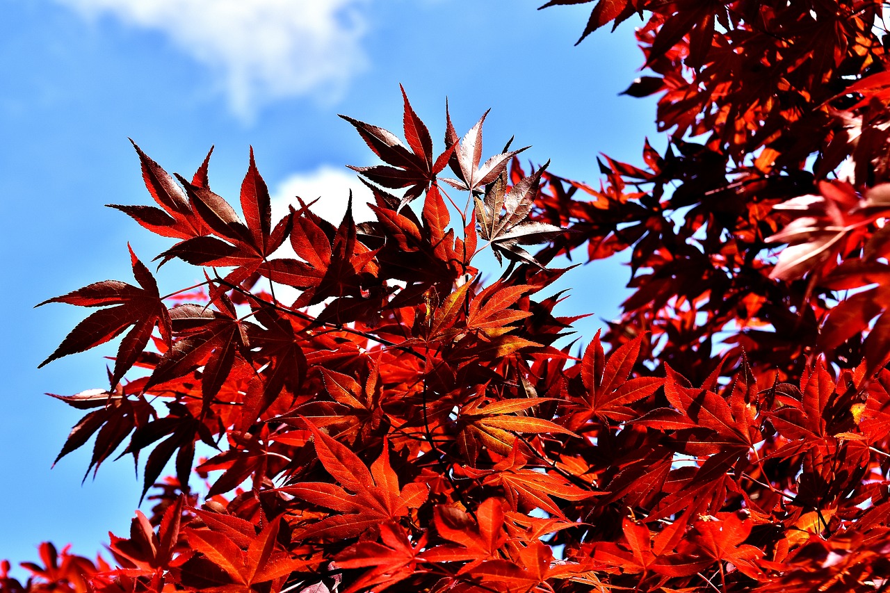 japanese maple bush red free photo