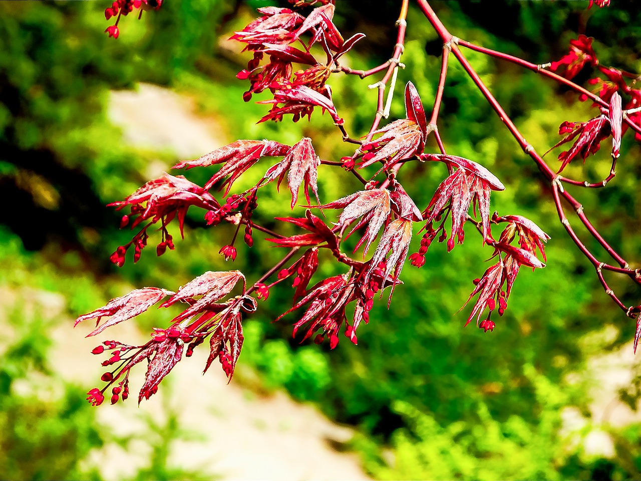 japanese maple new growth new life free photo