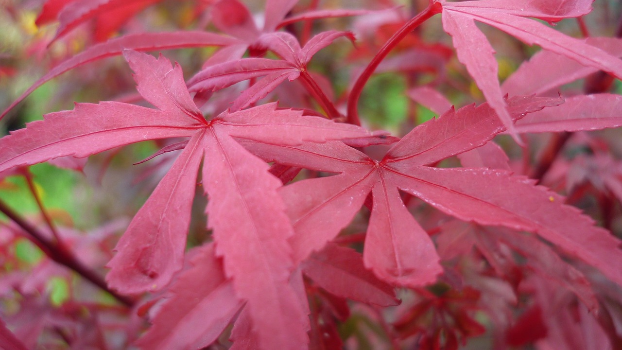 japanese maple fall color leaves free photo